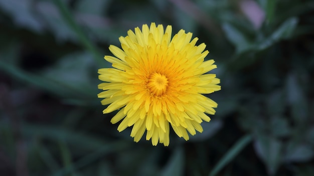 Taraxacum officinale - definition of Taraxacum officinale by The Free Dictionary