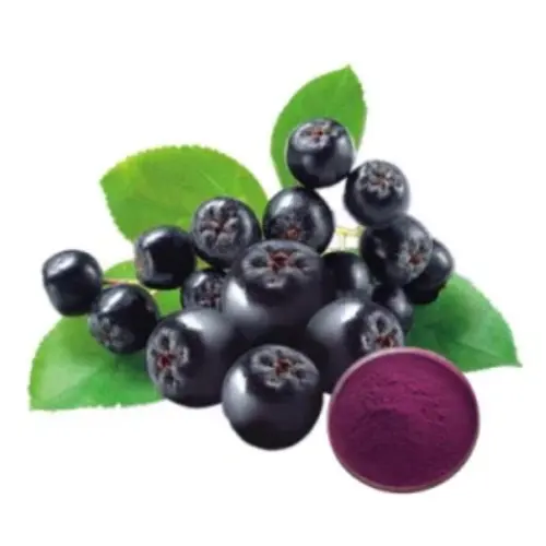 Chokeberry Extract   Natural anthocyanin and pigment