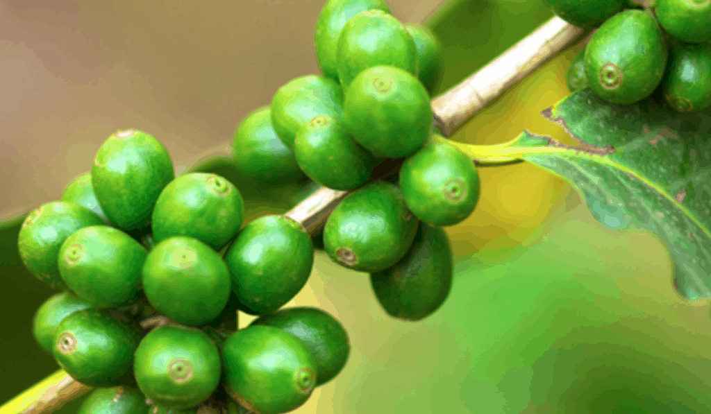 Green Coffee Extract - THE ARENA FITNESS