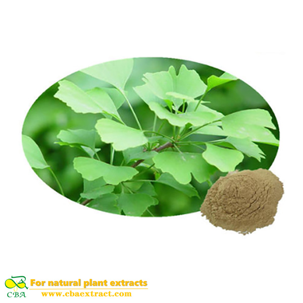 Ginkgo Biloba Extract | Herbs for Menopause