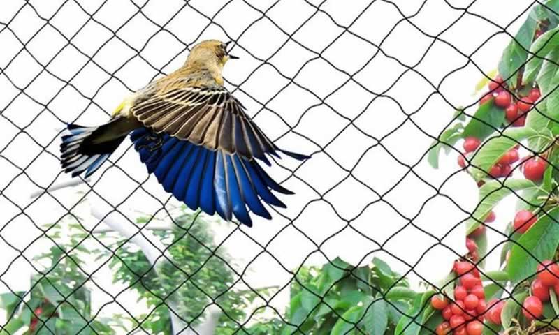 Solar Panel Bird Mesh, Bird Netting Wholesale | Solar Panel Protection