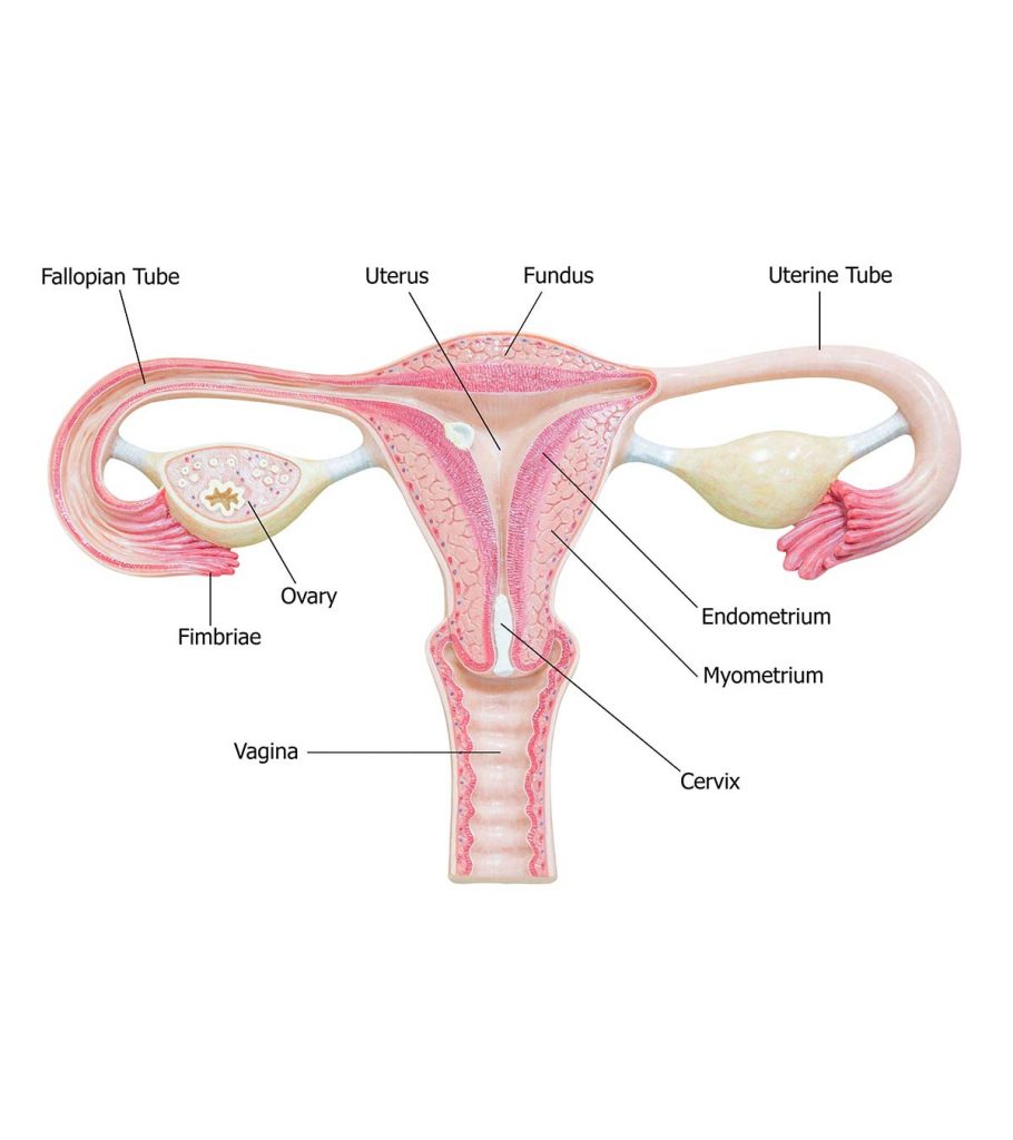Endometrial Lining: Normal & Abnormal Thickness, Remedies