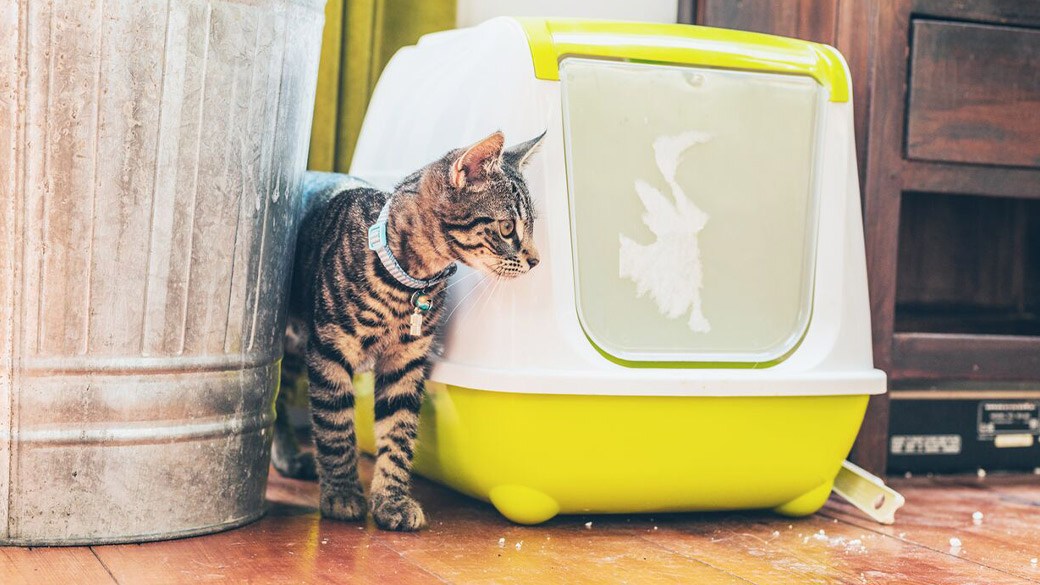 Best Cat Pad For Litter Box In 2022 - BusyPicks