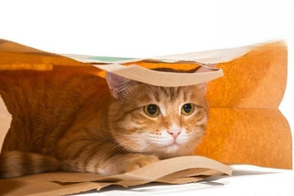 Introduction and use of tofu cat litter
