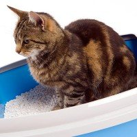 Discover the Complete Range of Cat Litter at Zooplus - Get Live Offers Now!