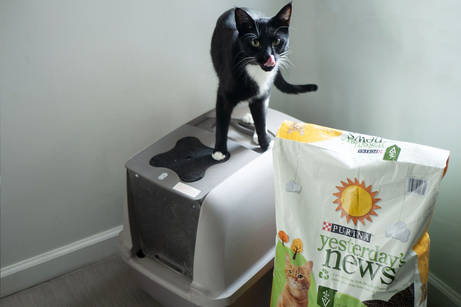 Switching Cat Litter Tips | Purina