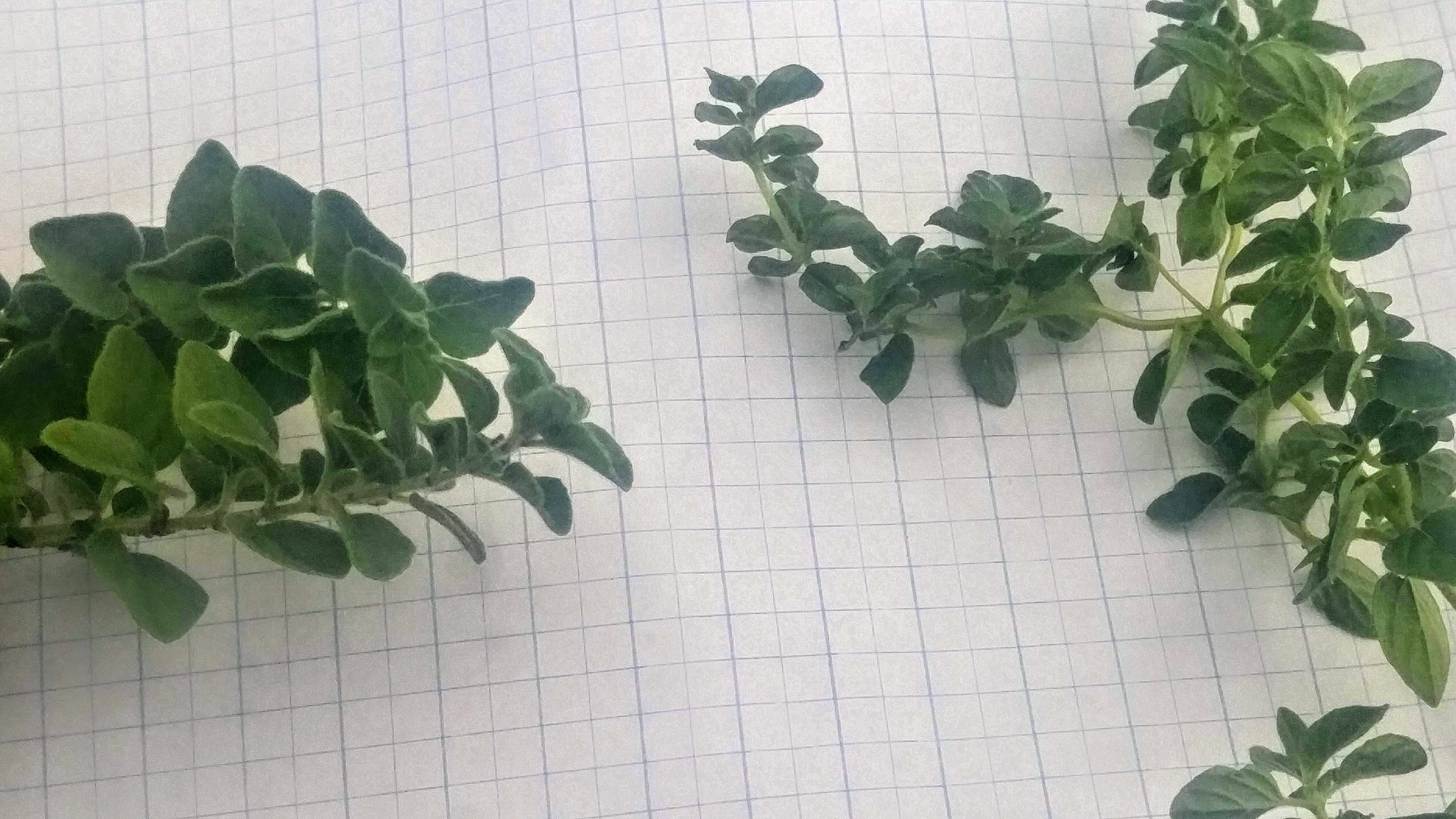 Oregano  | Garden of Life