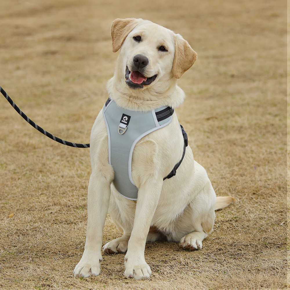China Pet Supplies Factory Breathable And Easy-On Pet Harness For Outdoor Activities