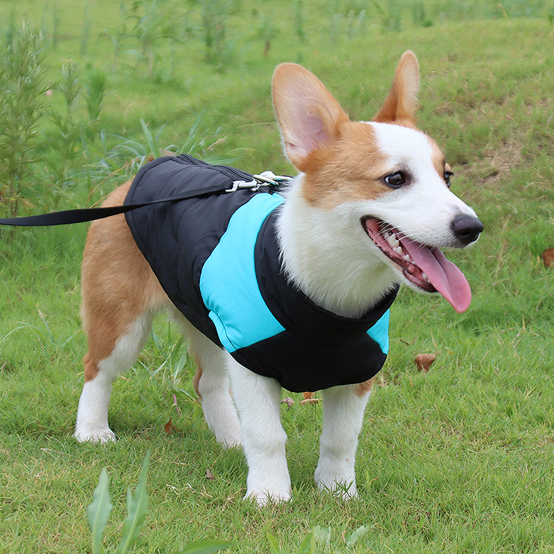 Stylish Coats for Small Dogs: Keep Your Pooch Warm and Fashionable