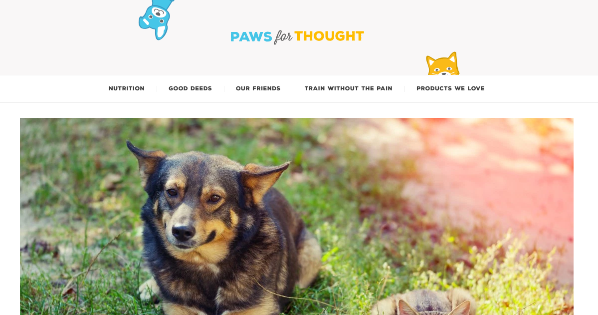 Buy Pet Food Online and Get Free Shipping on Orders Over $49!