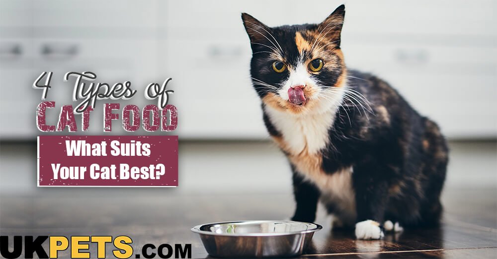 Why Do Cats Move Their Food Bowls? Insights from Reddit's Best Cat Food for Cats