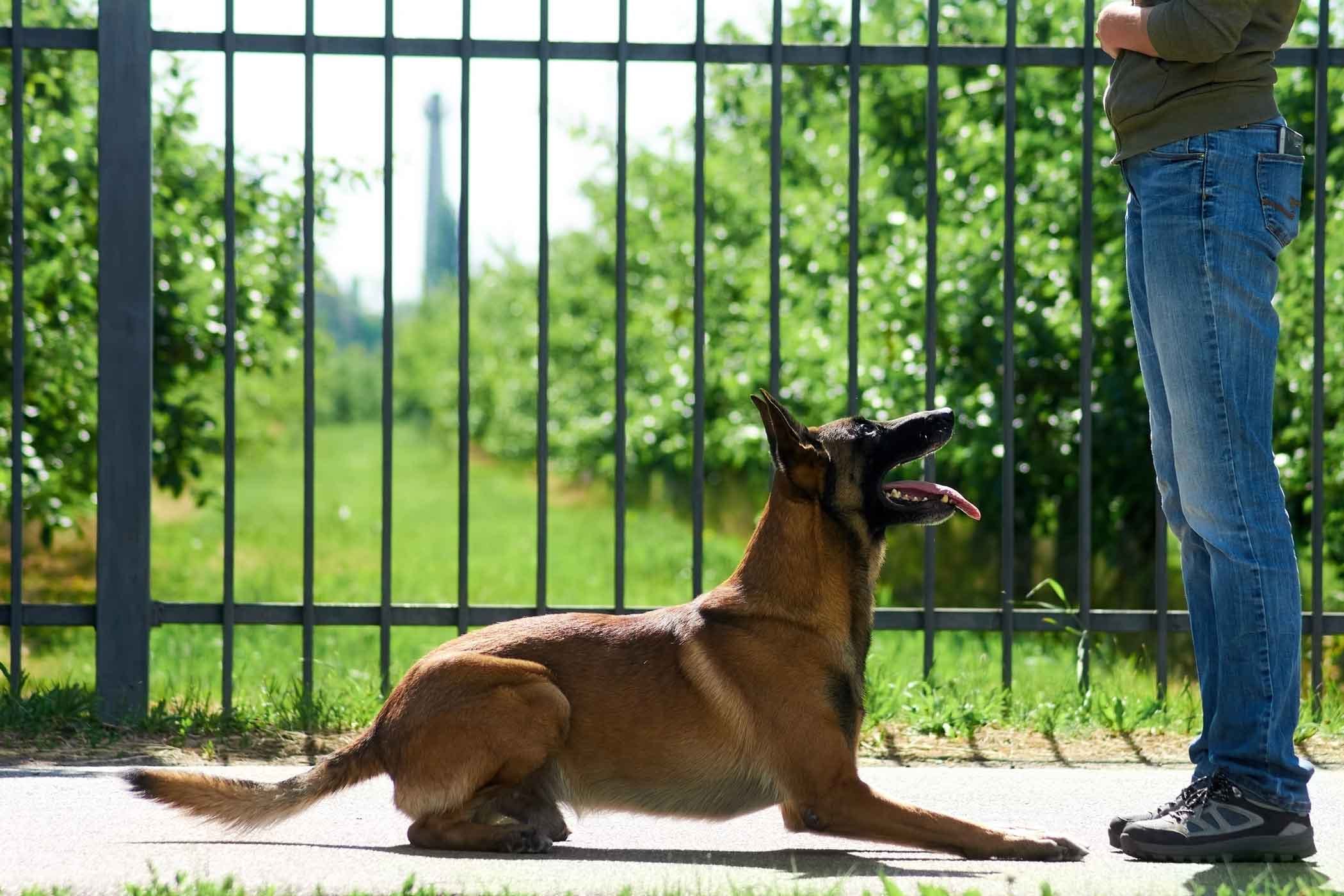 Top Dog Training Treats to Make Training a Breeze