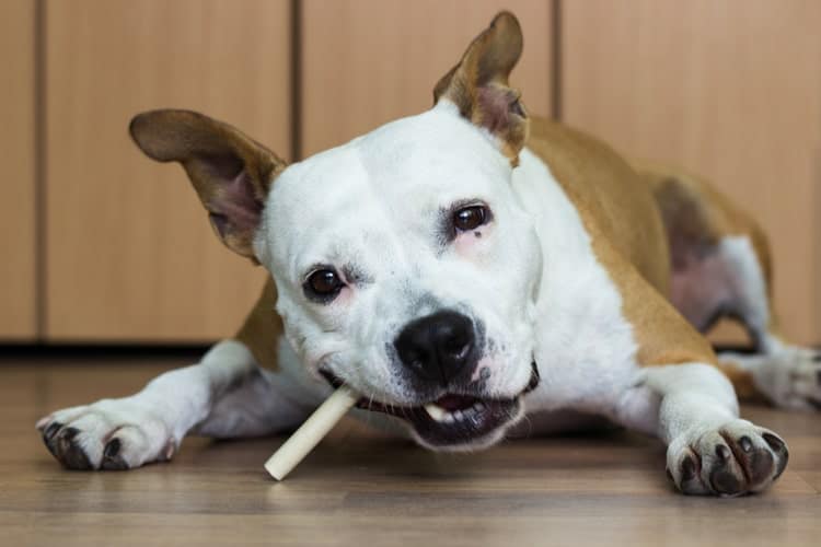 Optimize Your Pet's Health with Dental Chews at a Unique Pet-Centric Environment