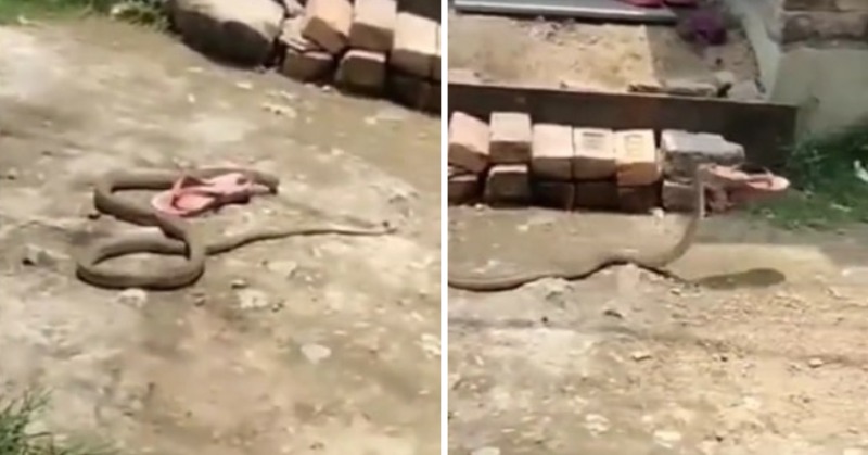 Watch: Snake Slithers Away With Slipper