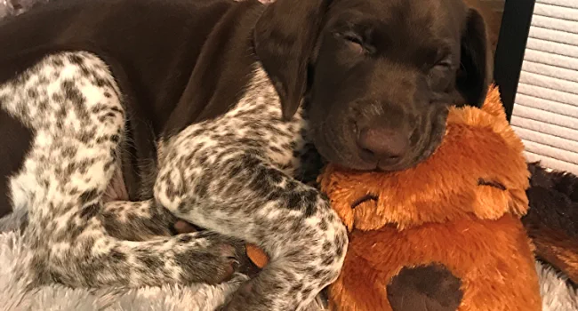 Snuggle Puppy brown sleeping dog cuddling berkley