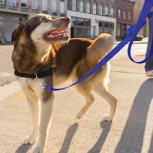 easy walk leash harness dog walking