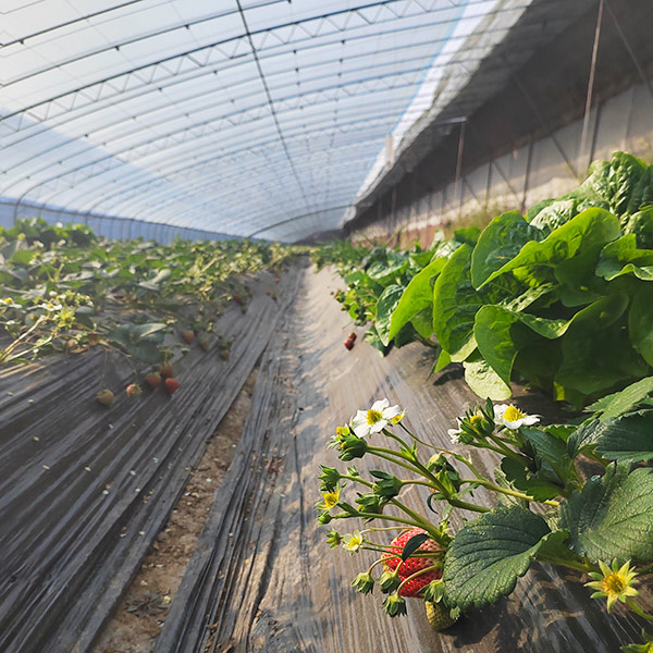 multi span hydroponics tomato film plastic greenhouse construction used for sale