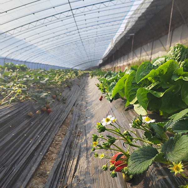 Could the Global Boom in Greenhouses Help Cool the Planet? - Yale E360