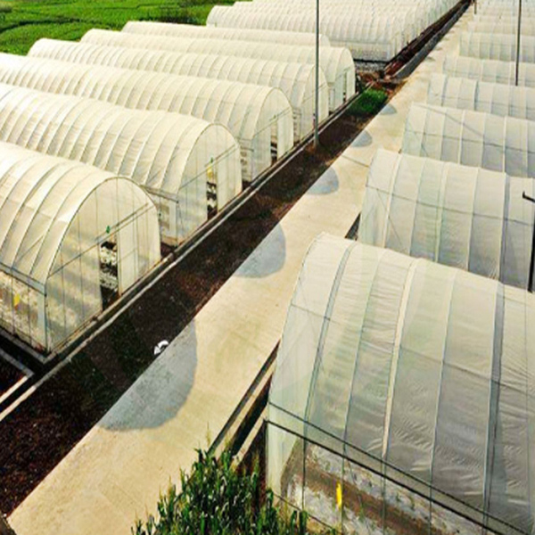 New Greenhouse Farm Technology Revolutionizes Agriculture