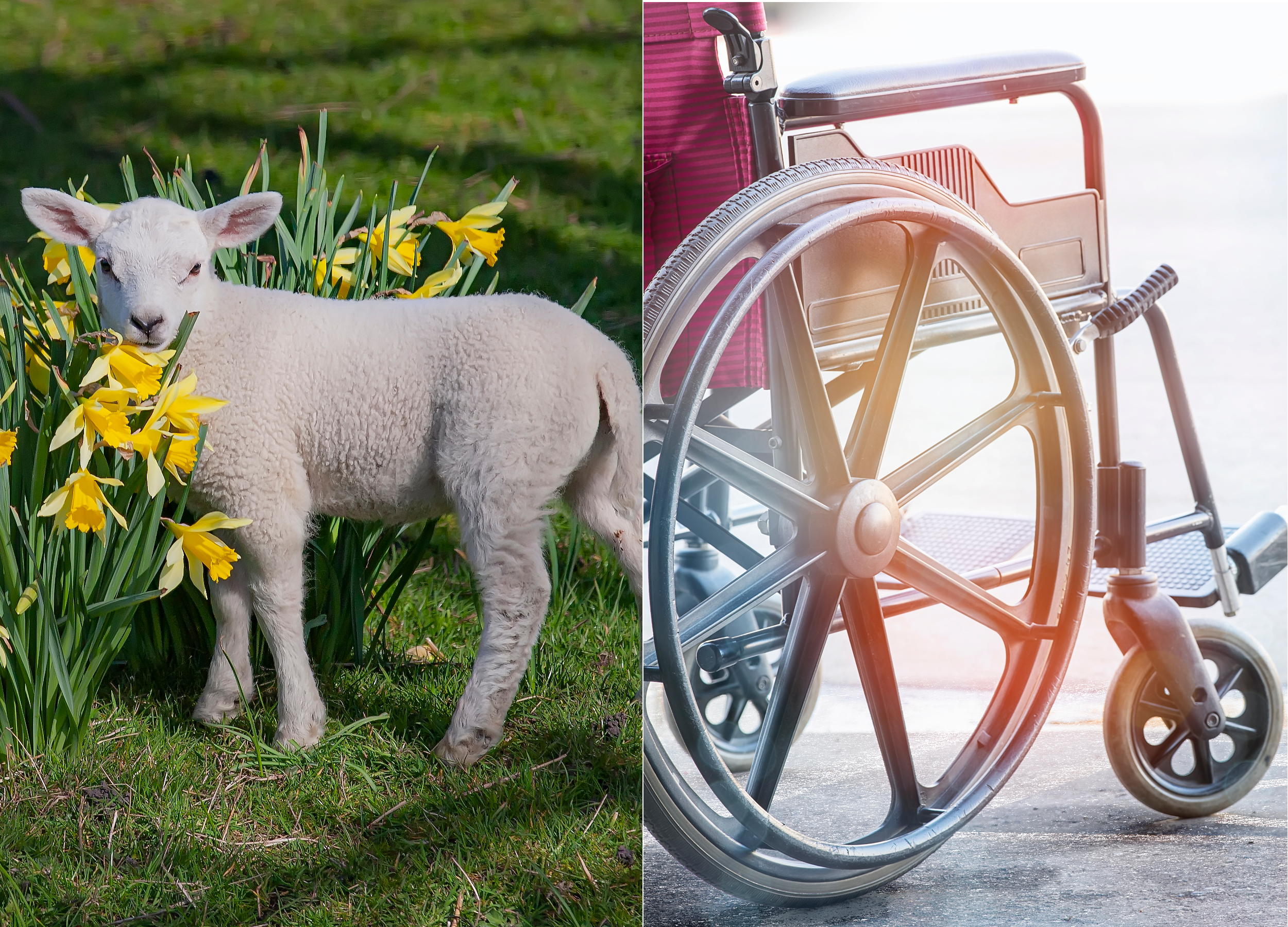 What is a wheelchair and its different types?