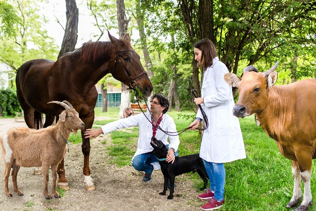 Veterinary Medical Devices.