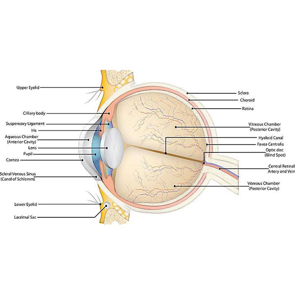 Surgical sutures for ophthalmic surgery