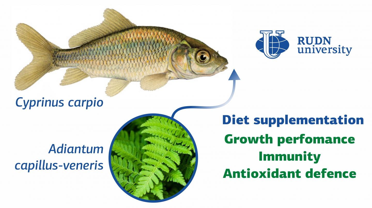 RUDN University Biologist reates an Additive to Fish Feed to Helps Against Pathogenic bacteria