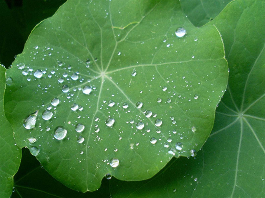Organic Green Lotus Leaf Powder